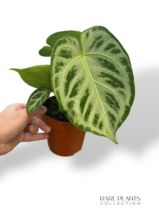 Anthurium Silver Blush