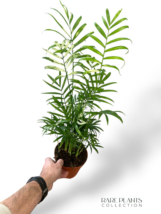 Chamaedorea Elegans Variegata