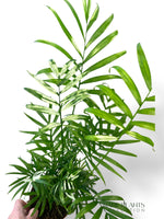 Chamaedorea Elegans Variegata