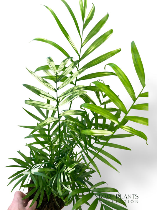 Chamaedorea Elegans Variegata