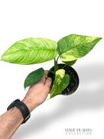 Monstera Mayuna Aurea Variegata