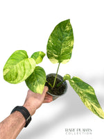 Monstera Mayuna Aurea Variegata