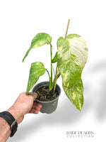 Monstera Mayuna Aurea Variegata