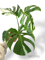Monstera Variegata