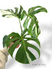 Monstera Variegata