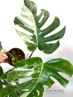 Monstera Variegata