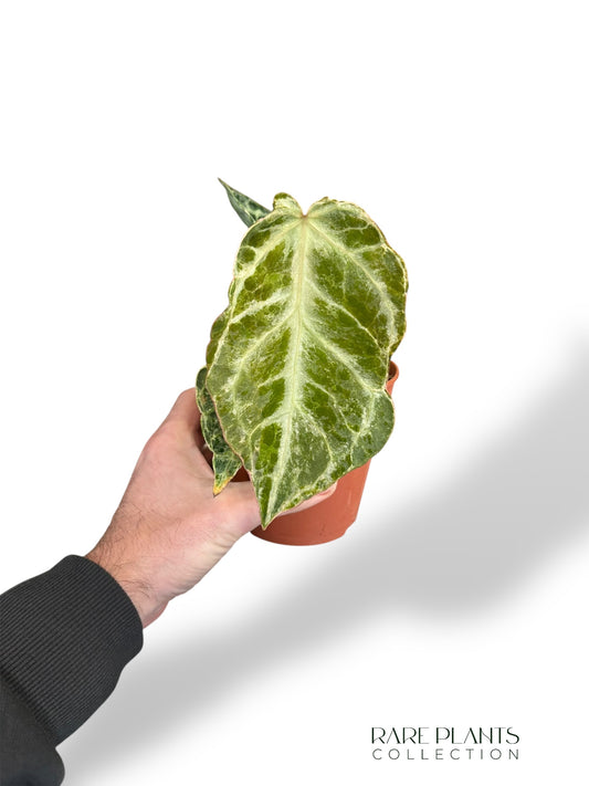 Anthurium Silver Blush Mint (small)