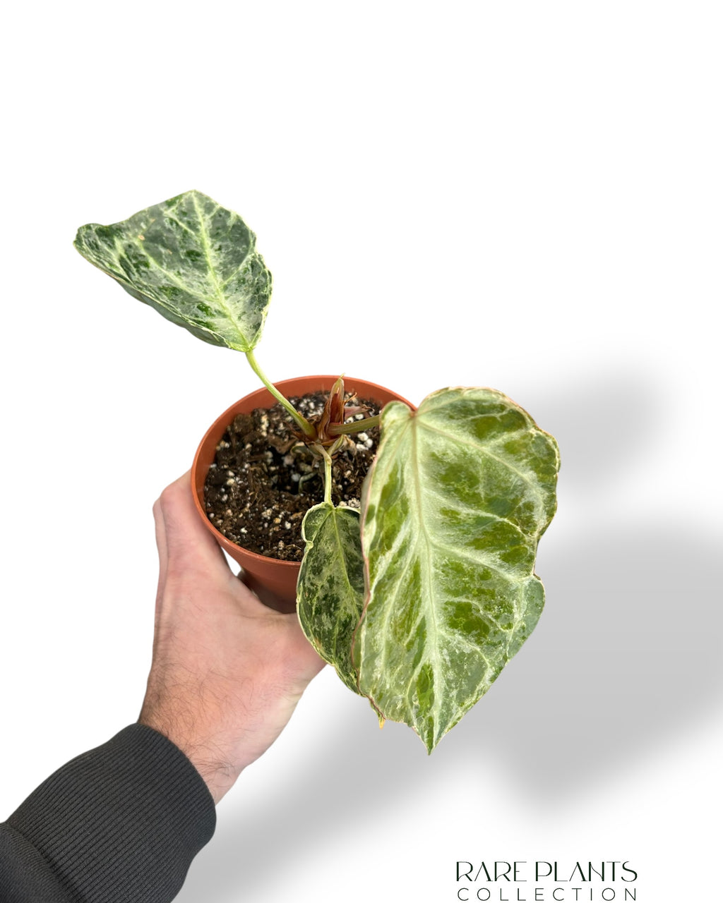 Anthurium Silver Blush Mint (small) – Rare Plants Collection