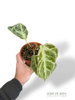 Anthurium Silver Blush Mint (small)