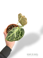 Anthurium Silver Blush Mint (small)