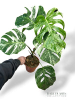 Monstera Variegata