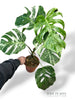 Monstera Variegata