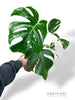 Monstera Variegata