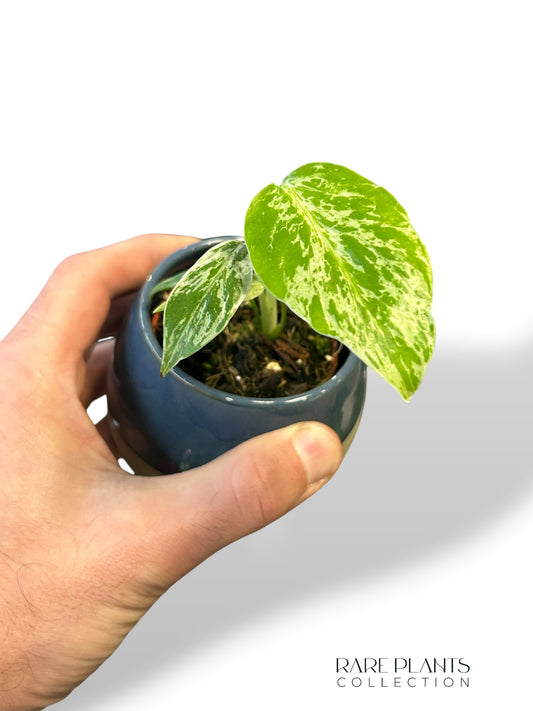 Monstera Bulbasaur Baby rare plants collection