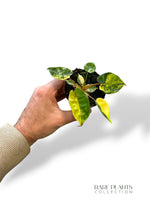 Philodendron Billietiae Variegata