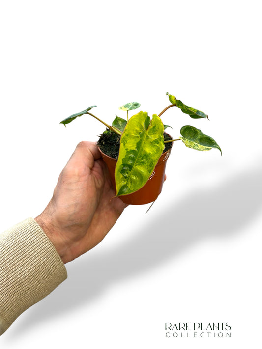 Philodendron Billietiae Variegata