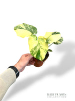 Monstera Crème Brûlée