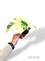 Monstera Crème Brûlée