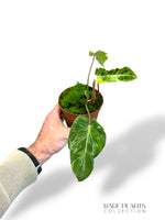 Philodendron Gloriosum Snow Leopard