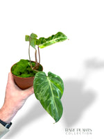 Philodendron Gloriosum Snow Leopard