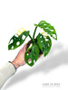 Monstera Adansonii Variegata