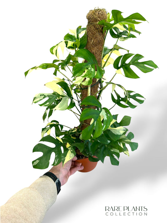 Rhaphidophora Tetrasperma Variegata XL (Monstera Minima)