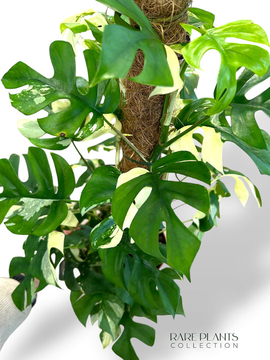 Rhaphidophora Tetrasperma Variegata XL (Monstera Minima)