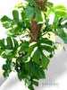 Rhaphidophora Tetrasperma Variegata XL (monstera minima)