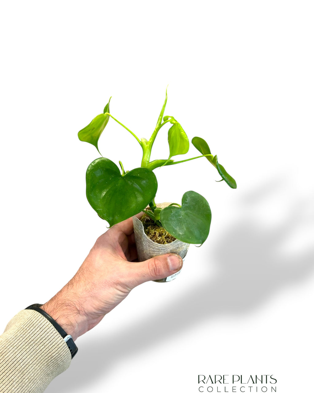 philodendron grazialae Philodendron Grazielae – Rare Plants Collection
