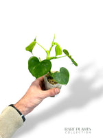 Philodendron Grazielae