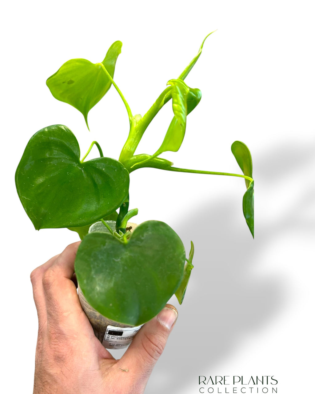 philodendron grazilae Philodendron Grazielae – Rare Plants Collection