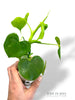 Philodendron Grazielae