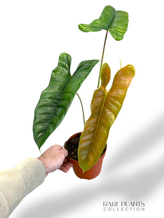 Philodendron Felix