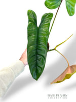 Philodendron Felix