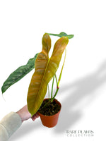 Philodendron Felix