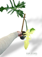Philodendron Golden Dragon Variegata