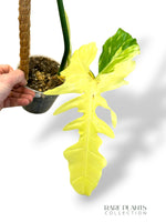 Philodendron Golden Dragon Variegata