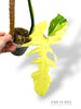 Philodendron Golden Dragon Variegata
