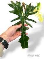 Philodendron Golden Dragon Variegata