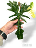 Philodendron Golden Dragon Variegata