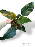 Philodendron Red Congo Variegata