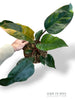Philodendron Red Congo Variegata