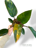 Philodendron Red Congo Variegata