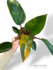 Philodendron Red Congo Variegata