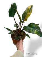 Philodendron Red Congo Variegata