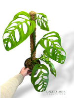 Skeleton Monstera