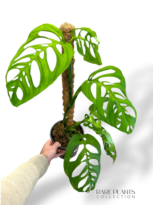 Monstera Esqueletto