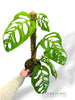Skeleton Monstera