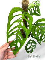Skeleton Monstera