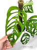 Skeleton Monstera
